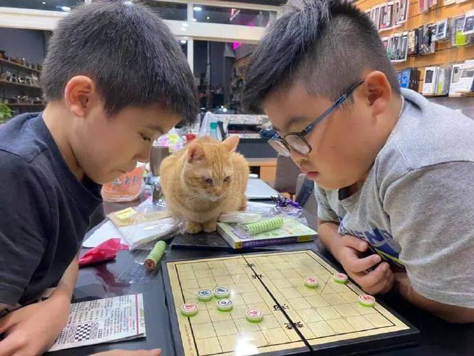 两小男孩在下棋橘猫就在边上认真的看着这表情好可爱