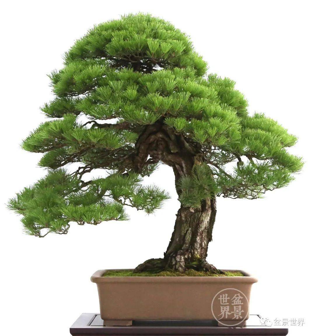 盆景排名_榕树盆景