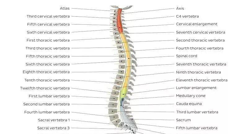 超全的脊柱功能解剖请您珍藏