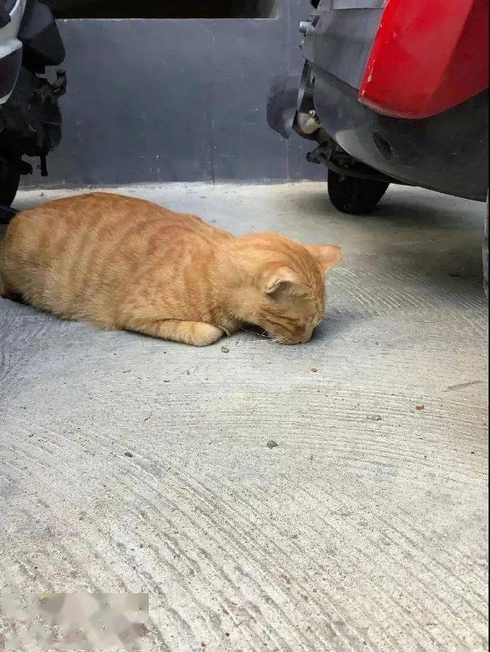橘猫趴在地上睡觉,谁知还很贴地气