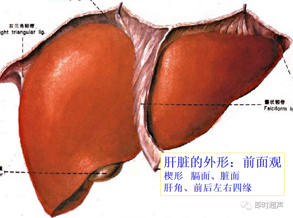肝下间隙:被肝圆韧带和镰状韧带分为左肝下间隙和右肝下间隙(又名