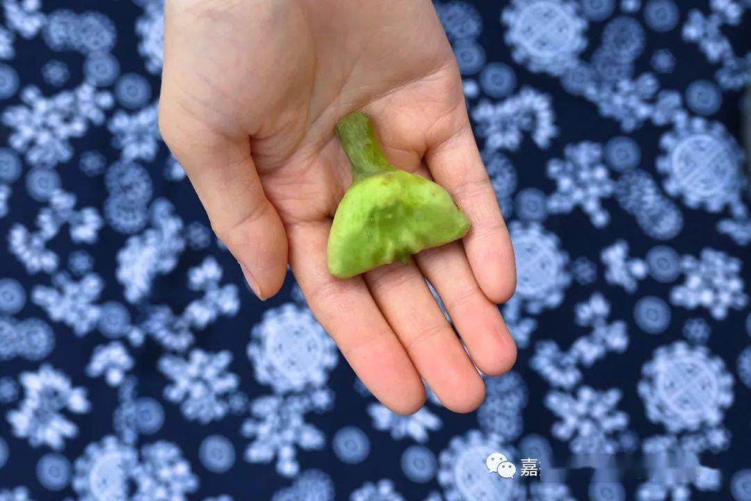 读懂南湖菱就读懂了嘉兴人的浪漫嘉视觉视觉13