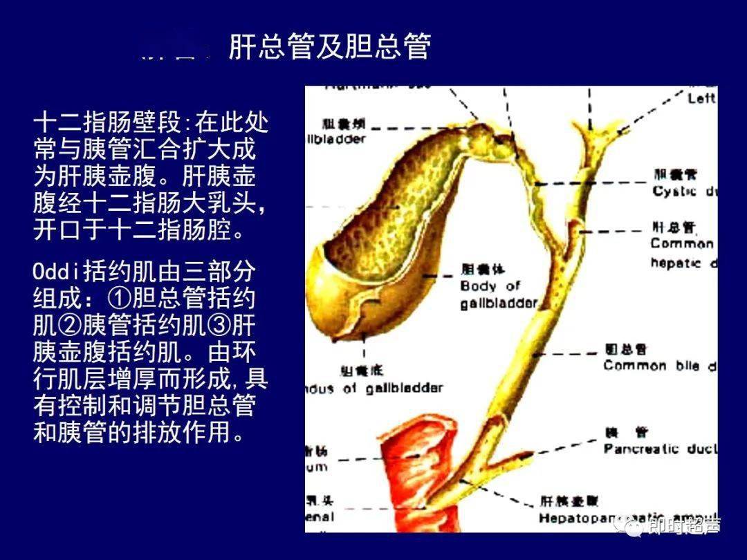 肝脏胆道系统解剖