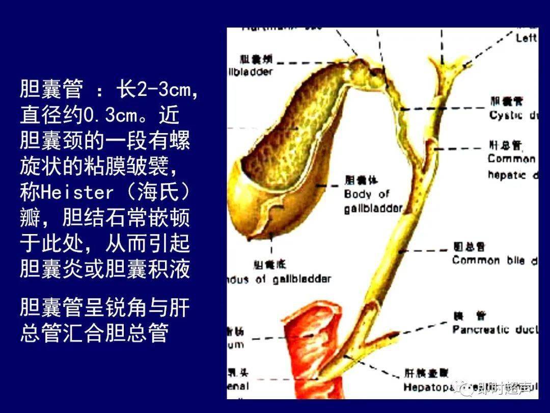 肝脏胆道系统解剖