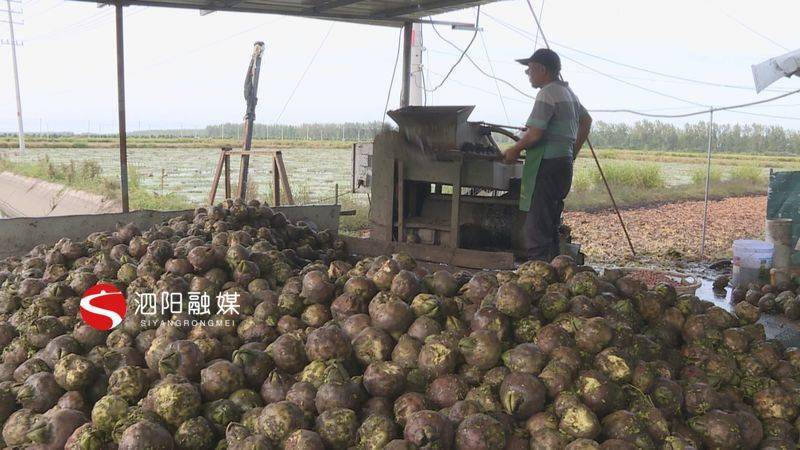 芡实喜获丰收秋日限定美味不容错过