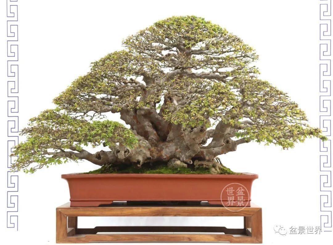 盆景排名_榕树盆景