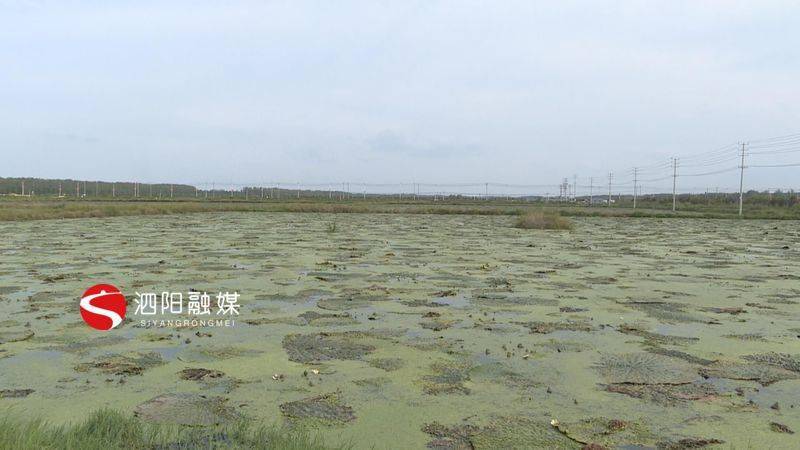 芡实喜获丰收秋日限定美味不容错过