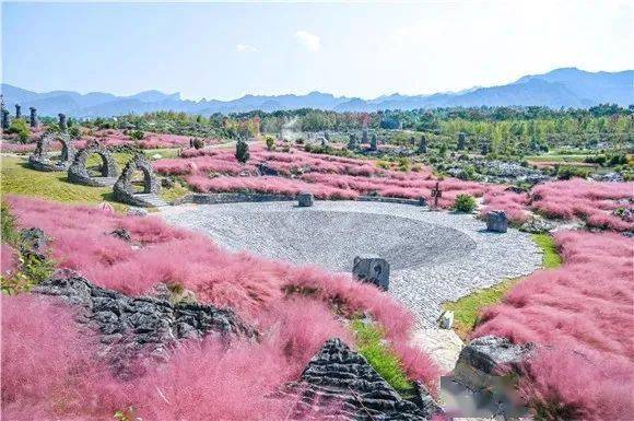 每周一图丨重庆粉黛花海地图