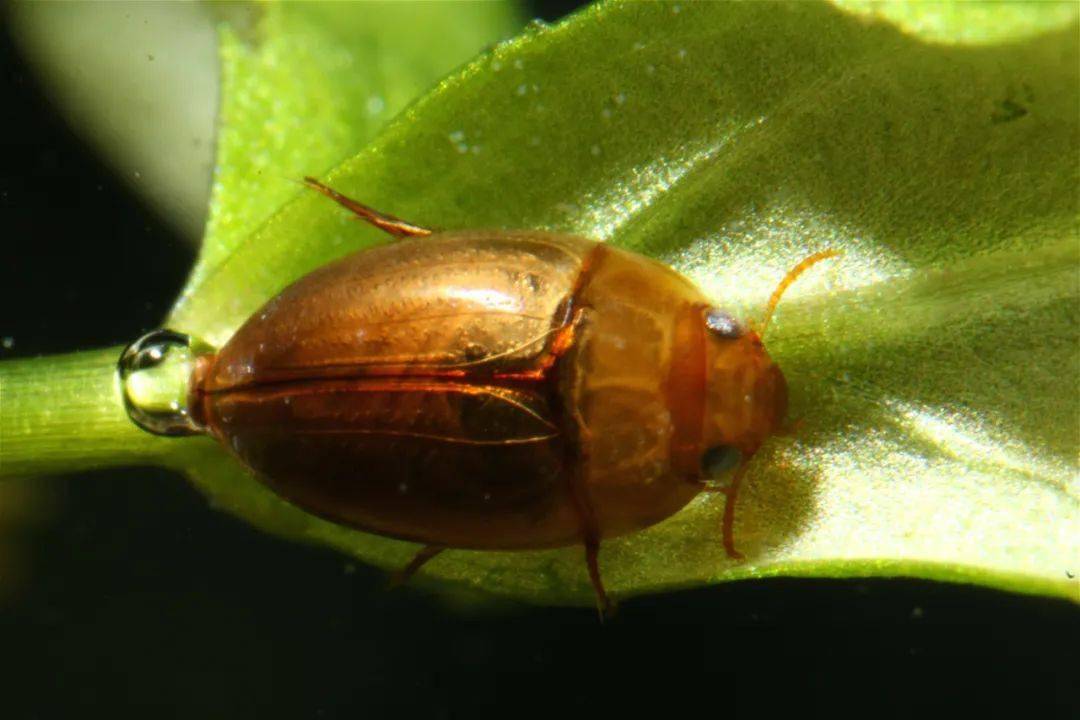 【虫谱大观】伪龙虱科