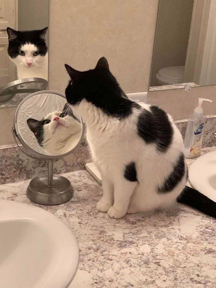 猫狗照镜子表情能多有戏
