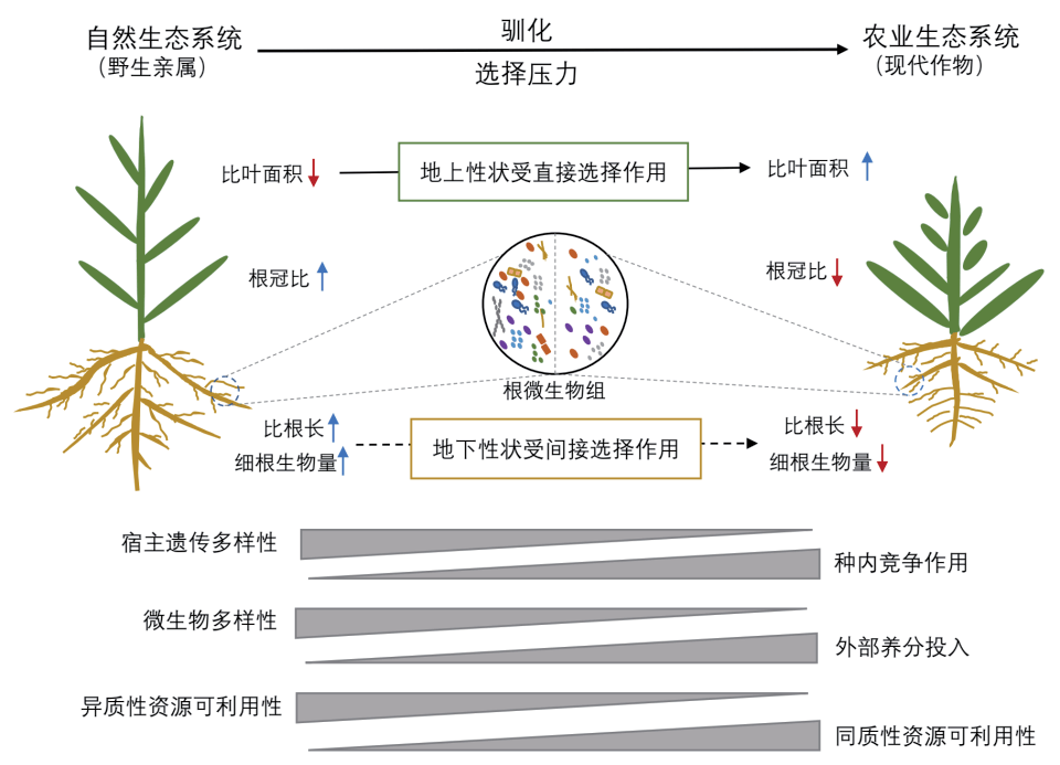 综述,从植物系统发育,作物驯化中植物-微生物组进化轨迹,以及宿主约束