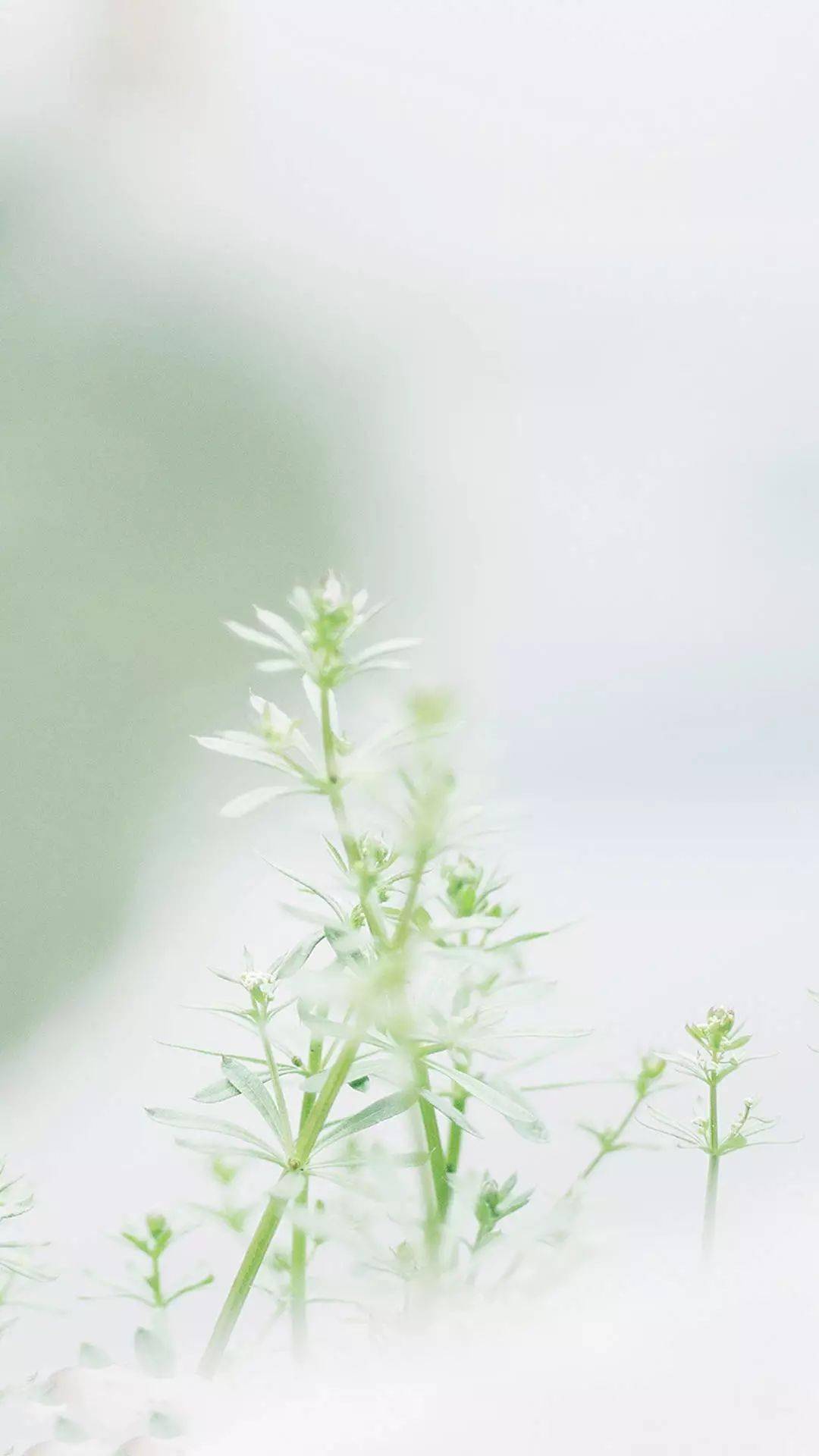 电脑绿色植物养眼壁纸 电脑绿色植物养眼壁纸画法