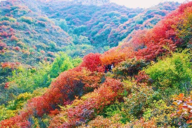 阳光假日青州最美红叶景区天赐山一日游