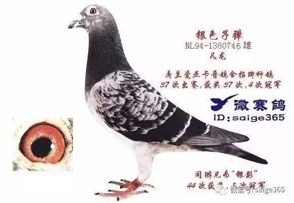 优秀麒麟花鸽欣赏!