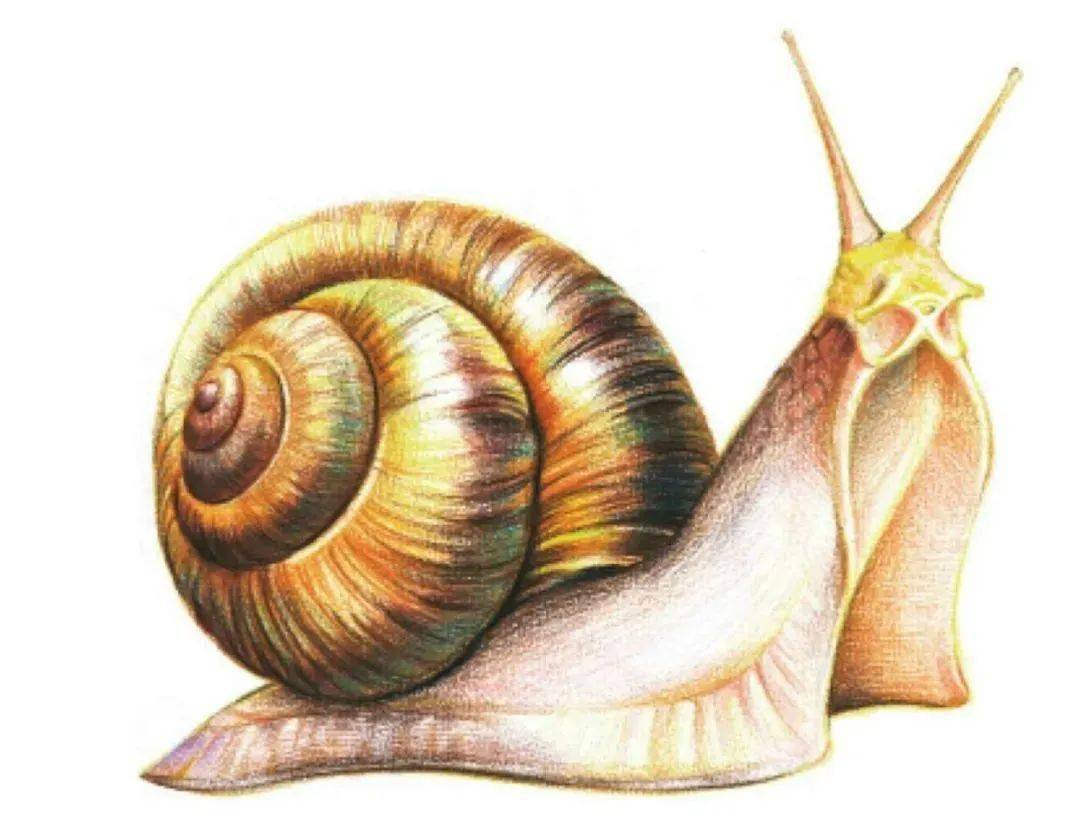 彩铅动物教程:蜗牛