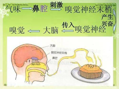 警惕老年人的嗅觉功能减退,可能预示着痴呆!