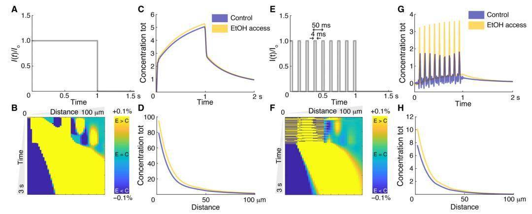 研究|Science子刊：喝酒为何会上瘾？酒精会改变脑细胞外空间形状及大脑中递质扩散