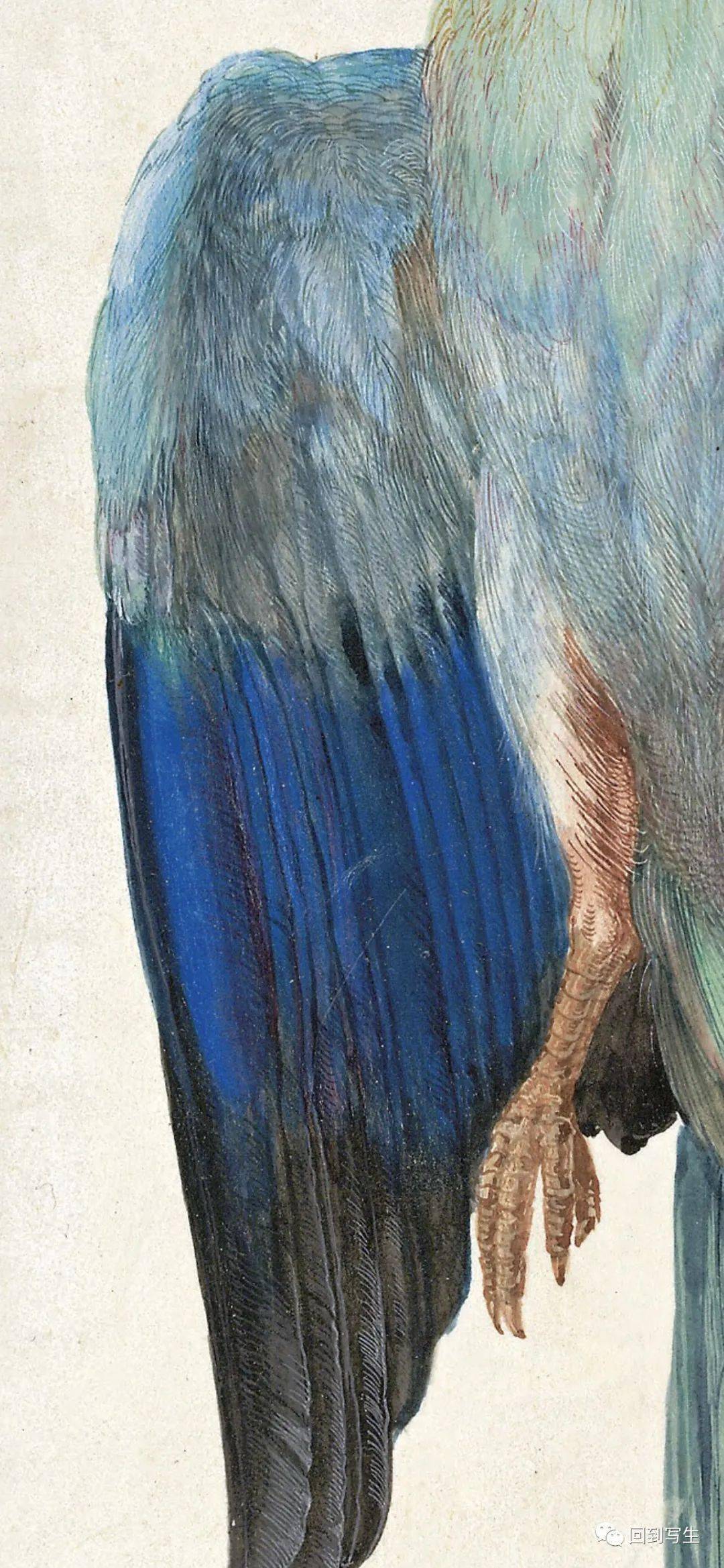 丢勒水彩作品欣赏(附高清细节)_木版画