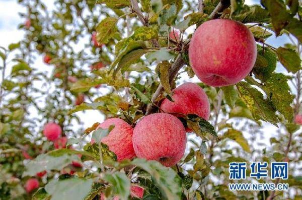 西吉县|山西吉县：苹果乘上“智慧云” 产业转型升级按下快进键