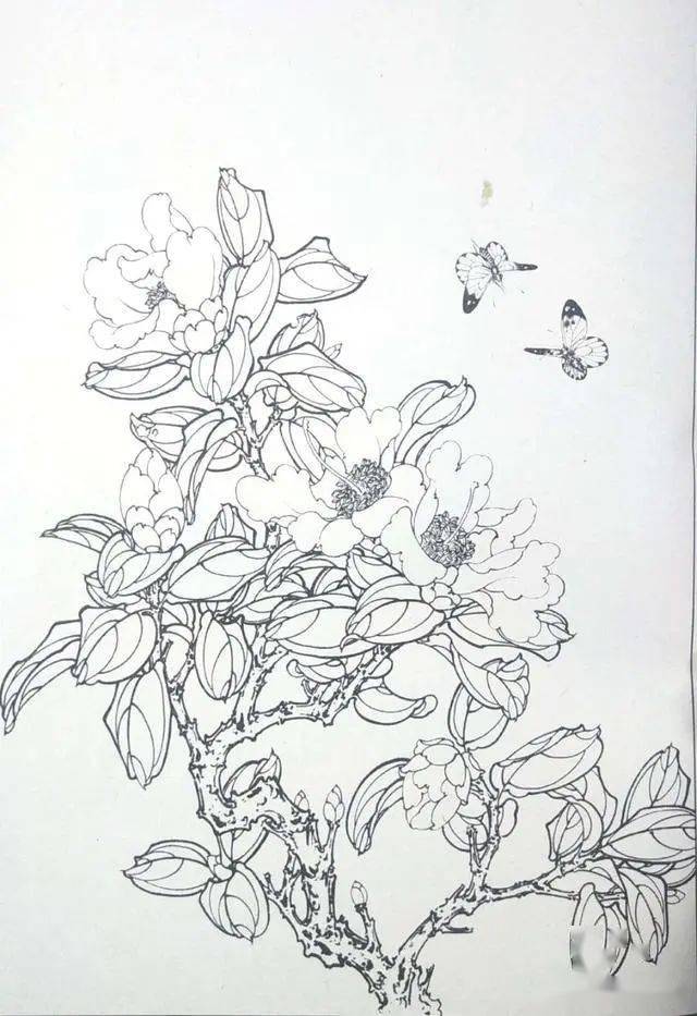 山茶花白描画谱