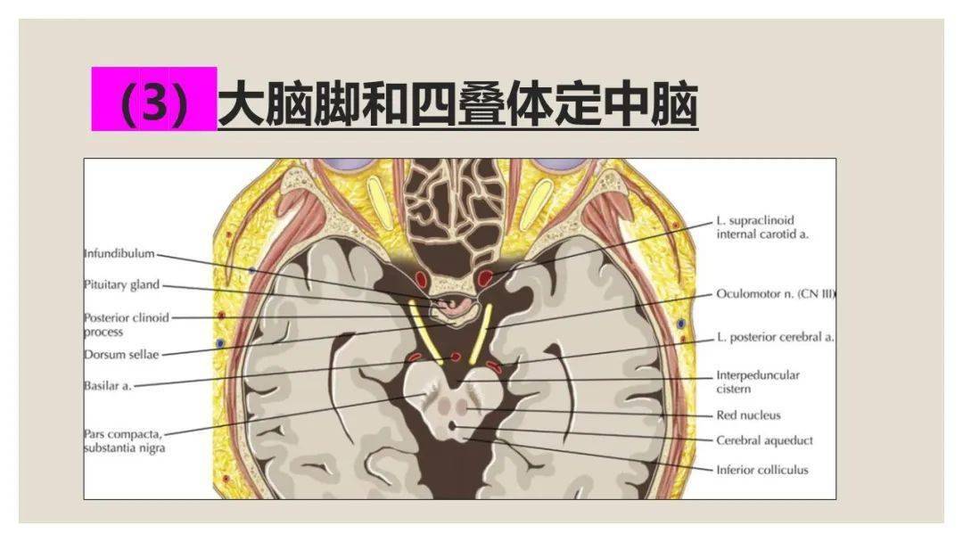 脑干精细解剖