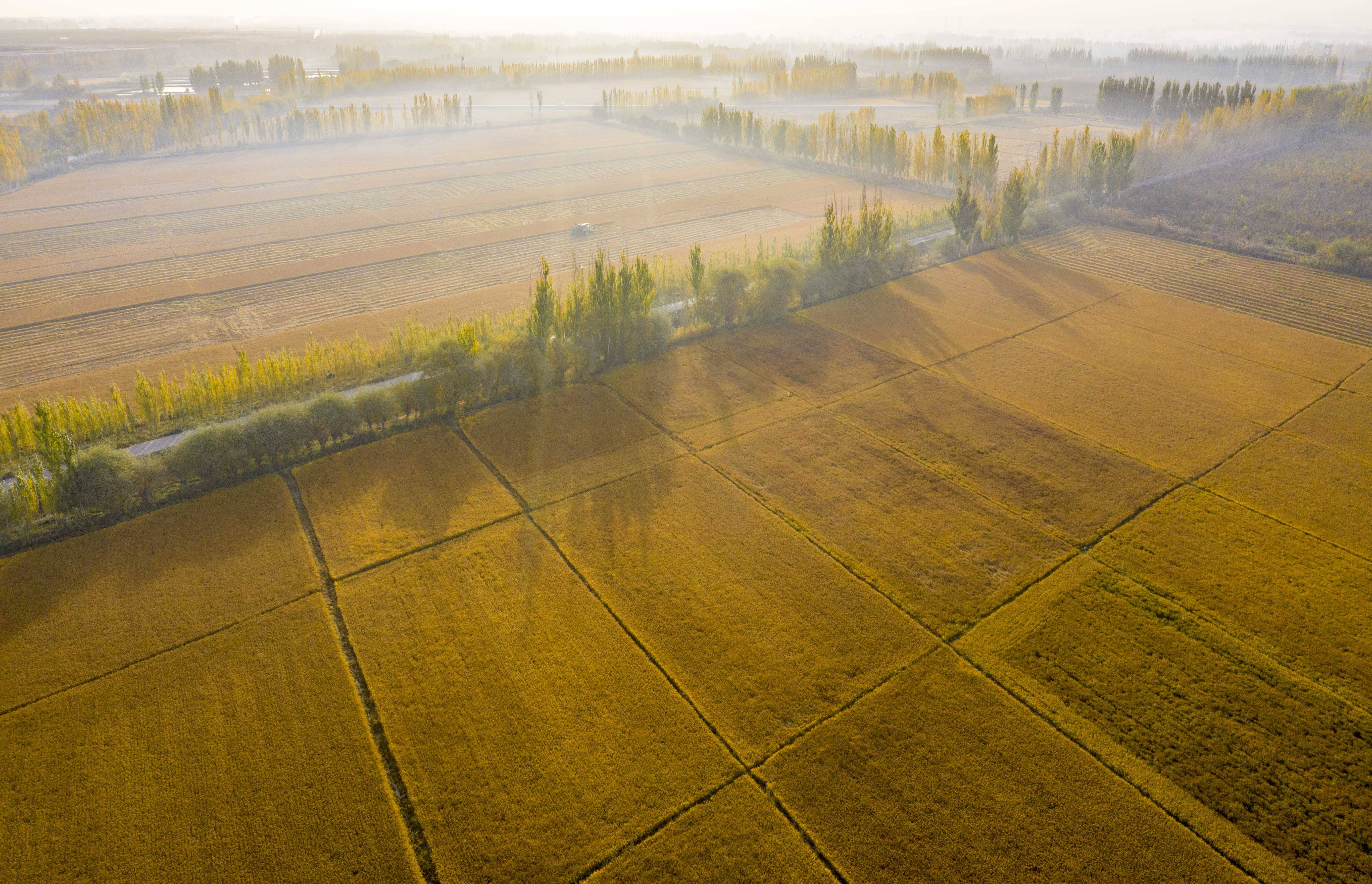 10月16日在新疆阿克苏地区温宿县托甫汗镇拍摄的已成熟的稻田(无人机