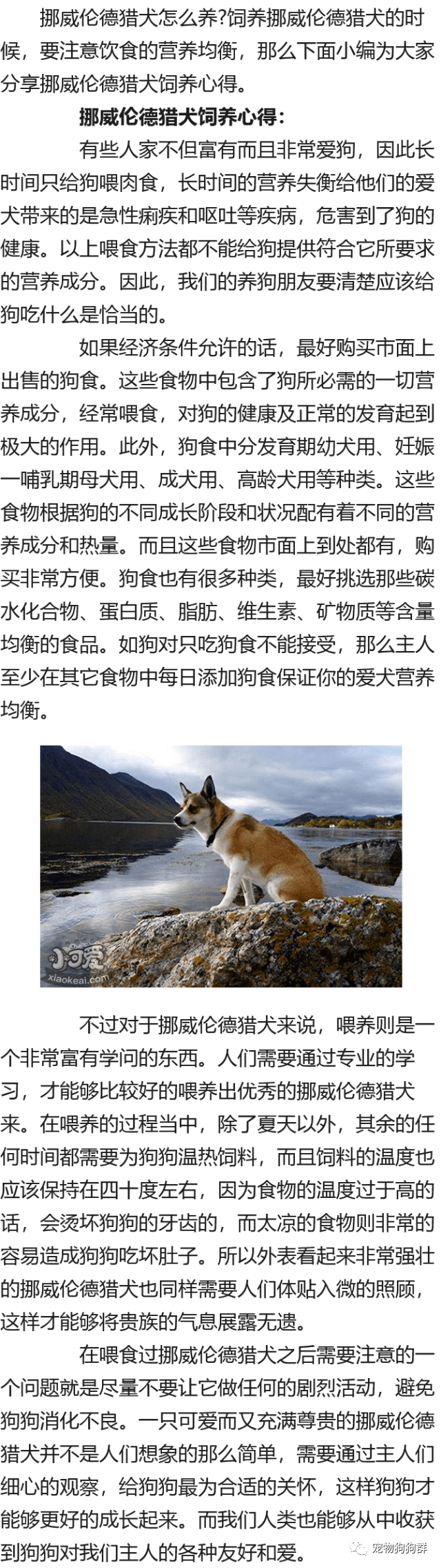 挪威伦德猎犬怎么养挪威伦德猎犬饲养心得