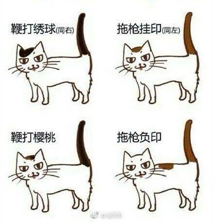 小猫|2万人围观“宋朝人买猫下聘礼”，古代铲屎官：别小瞧这行