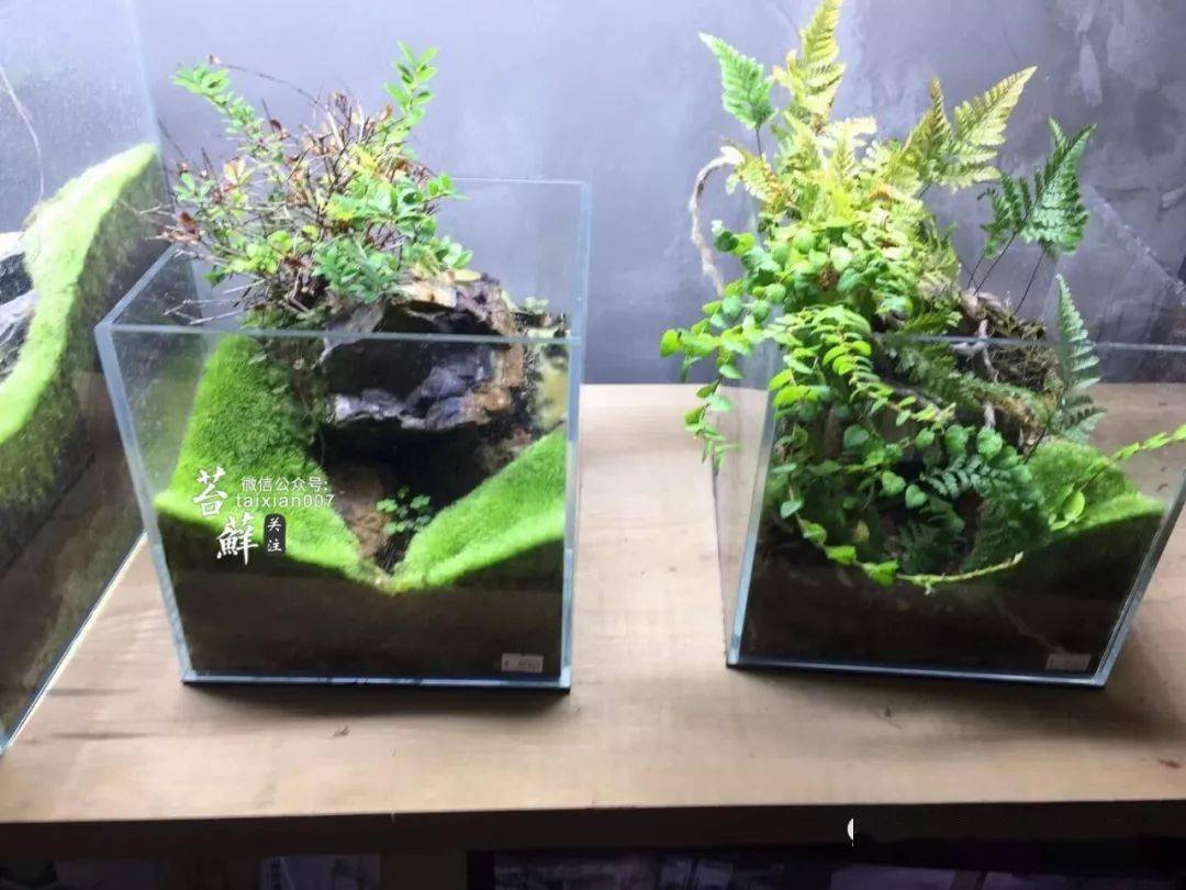 一睹这位高端专业玩家的极品青苔造景!_苔藓