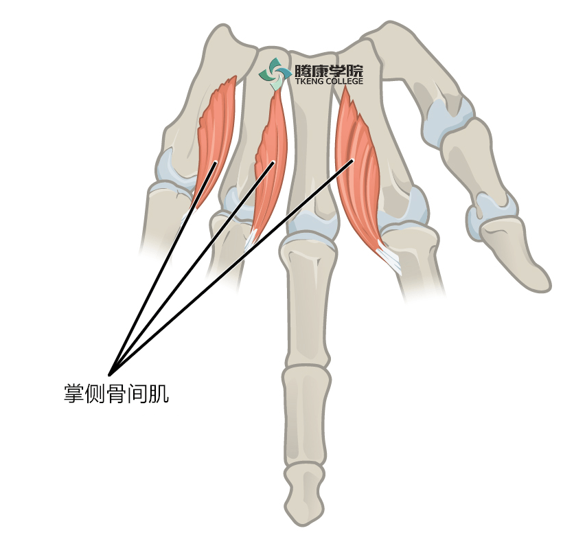掌侧骨间肌使第2~5手指内收的肌是掌侧骨间肌等,该肌的筋膜点在该肌处