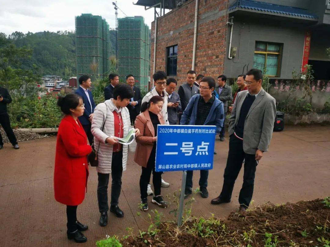 屏山县白魔芋病虫害防治现场会在中都镇召开