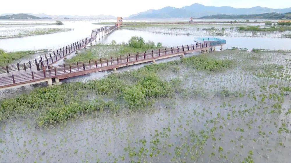 投资超2亿!吉隆,黄埠附近这个湿地公园将要建广场.