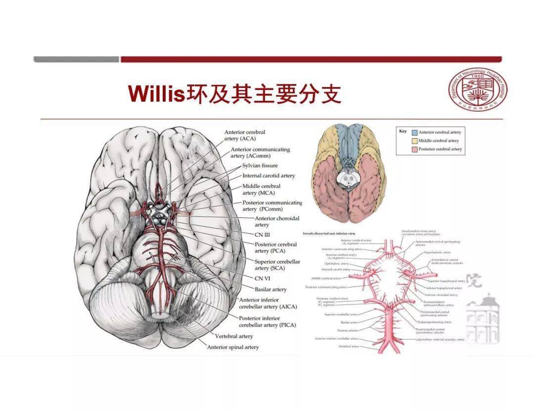 脑血管解剖太复杂?一文教你轻松掌握!_结构