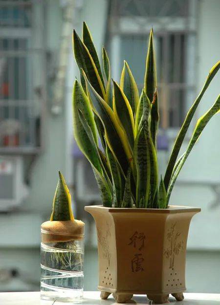 卧室"光秃秃"不懂养什么植物?首选这6种盆栽,清新又静心,天天好心情!