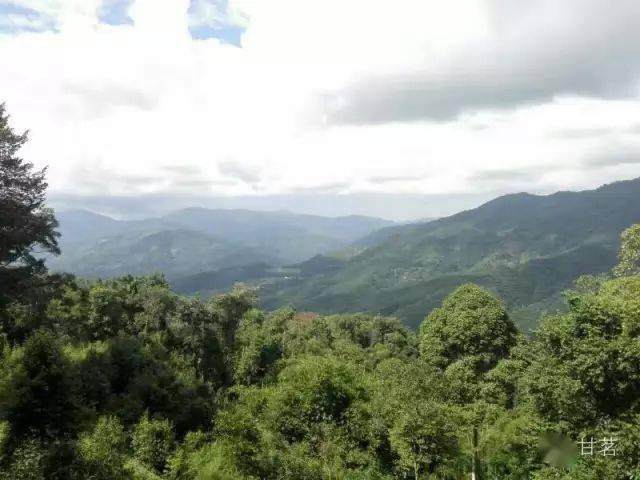 普洱茶无量山介绍