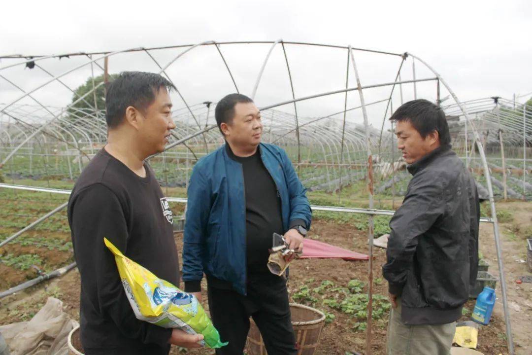 鄂中仟金方、水魔力长沙周边草莓种植基地推广侧记！