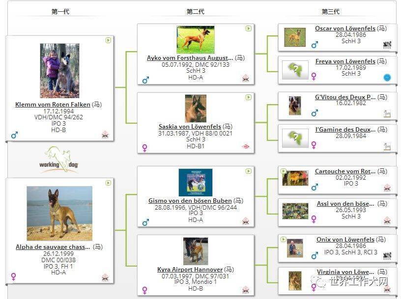 马犬排行榜_比利时马犬智商排名__金农网金农网