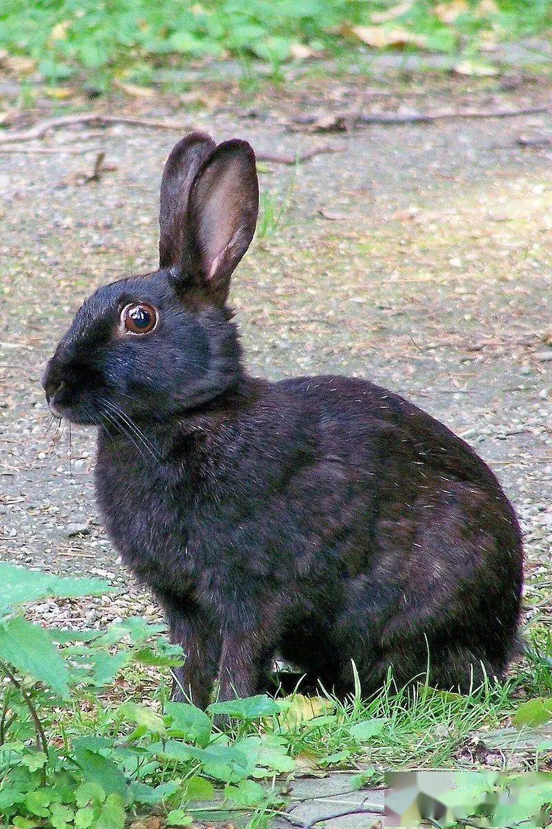 野生状态中会出现黑化的穴兔