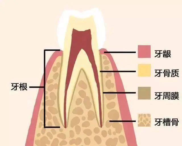 【知识】一张动图告诉你,牙齿是如何脱落的……_牙龈