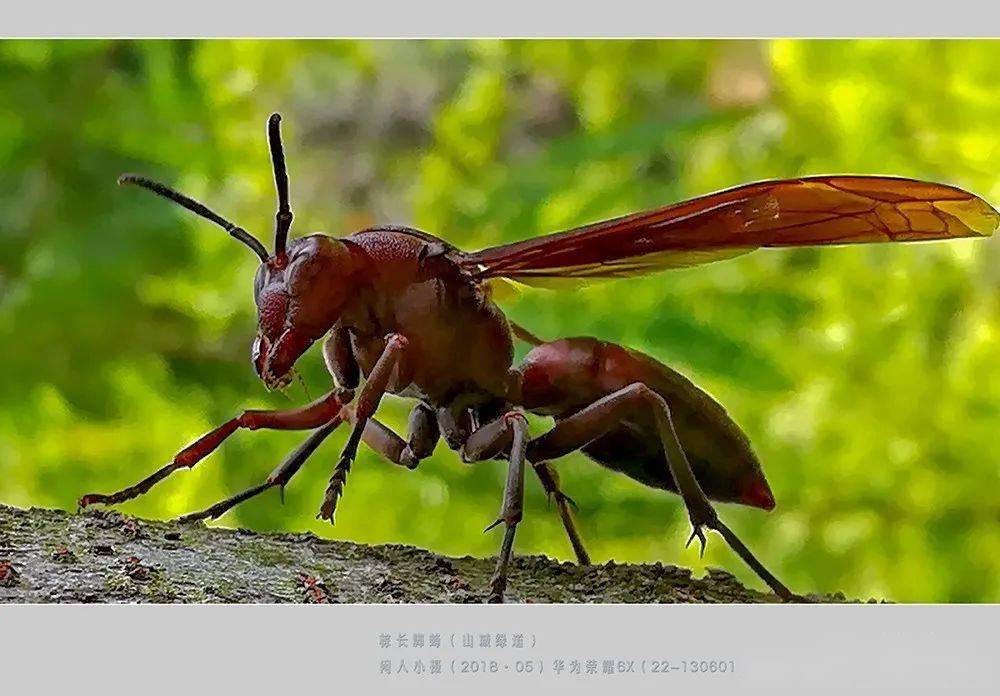 世界上最大的是什么马蜂 f6674ad3f040420a82e53129219a715a.jpeg