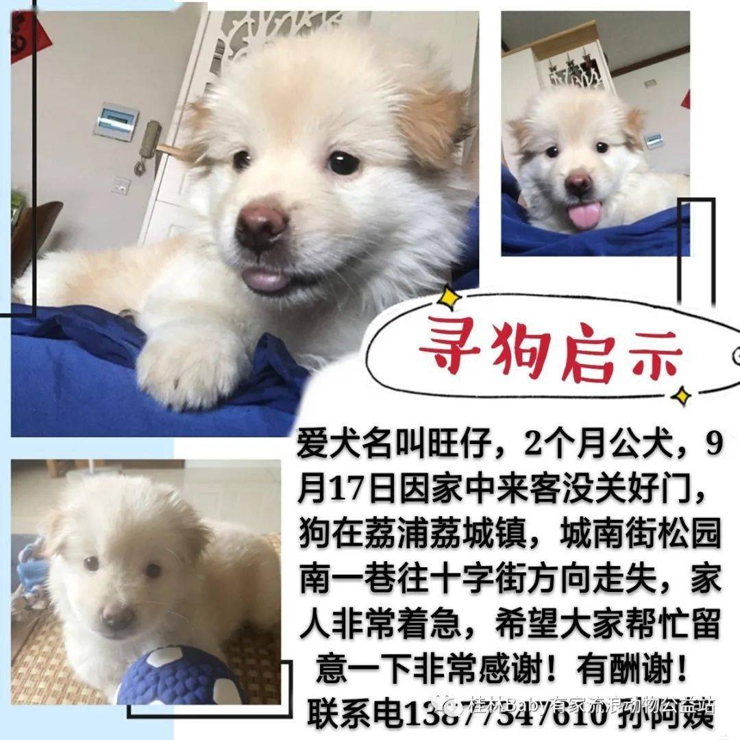 狗狗寻主人 寻狗启事