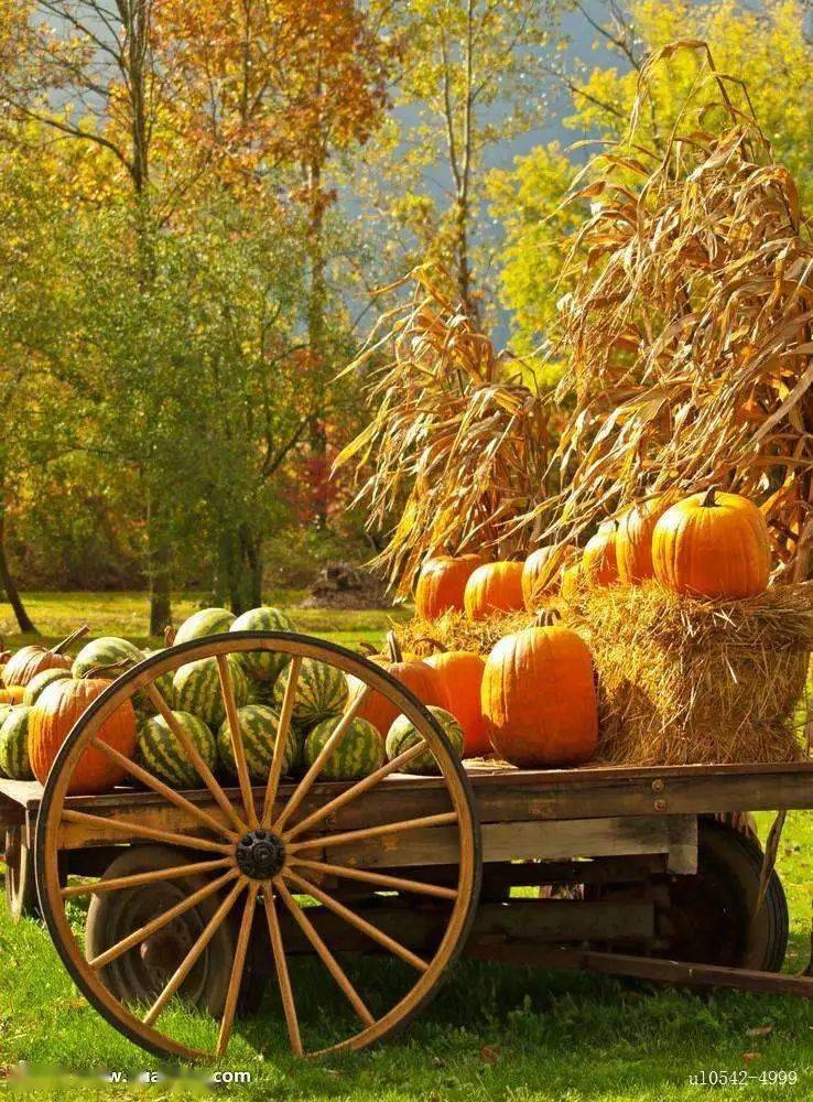 10月19日朗读当季美文《丰收的秋天》