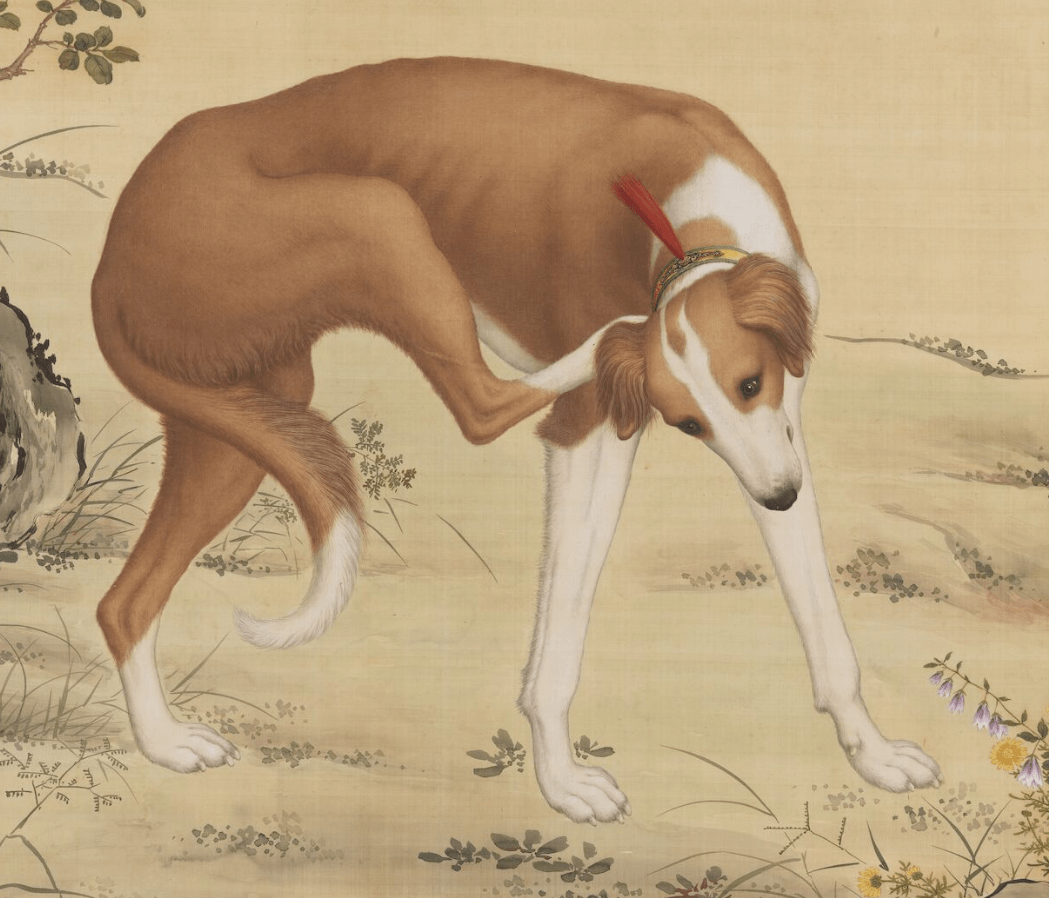 郎世宁笔下的十条名犬