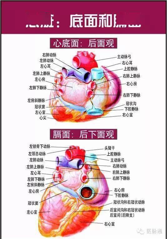 美图时刻唯美的心脏解剖图片