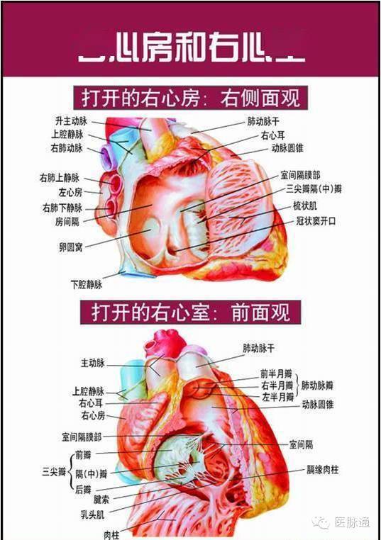 美图时刻唯美的心脏解剖图片