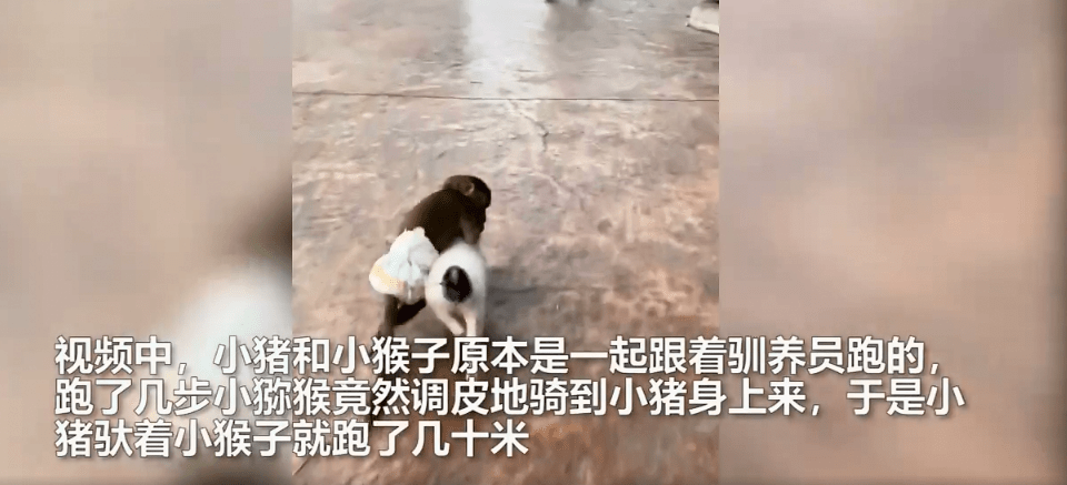 逗b奇闻动物园小猴子跨骑小猪上演现实版猪八戒背媳妇