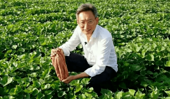 朱渭兵,陕西省甘薯产业联盟理事长,杨凌金薯种业科技有限公司总经理.