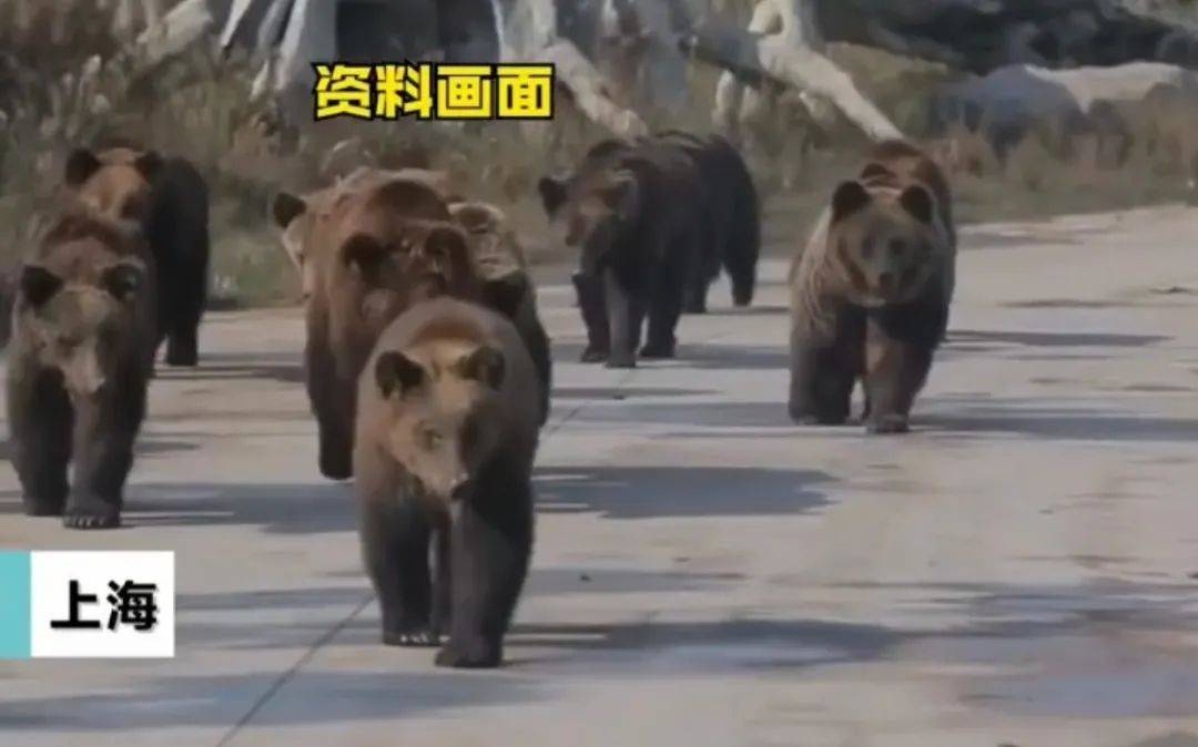 痛心上海野生动物园饲养员被熊群攻击身亡