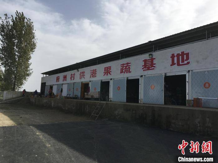 梁婷|湖北老河口蔬菜走上香港市民餐桌