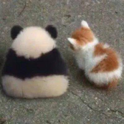 说悄悄话的图片表情 4b3b6eb4fa8c419395647d35e91ec9f5.jpeg